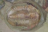 Beautiful, Large, Double Asaphid Trilobite Plate - Fezouata Formation #322389-2